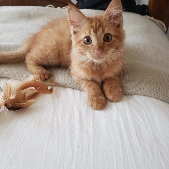 Meet your Posher, Arezu - Picture 5 of 7